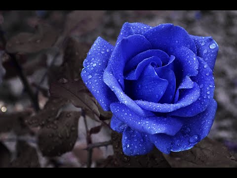 雪に寄せる熱情 女声合唱とピアノのための「蒼ざめた薔薇」 信長貴富作曲