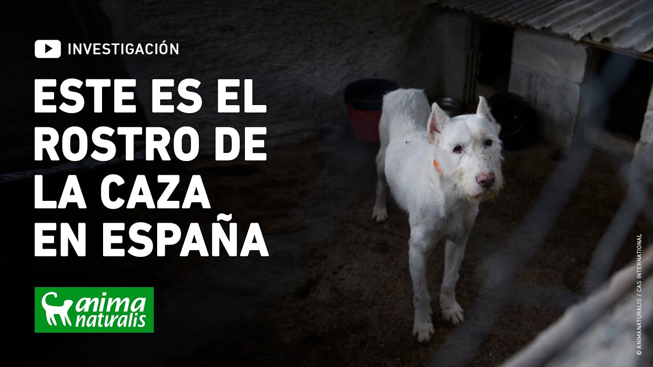 Watch Así es la vida de los perros de caza en España Now Así es la vida de los perros de caza en España