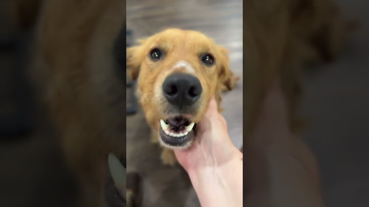 💕🐾 Oh my goodness, we absolutely adore Laurel! This sweet girl is full of cuddles and love, and