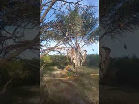 Beleza do Ouricuri na primavera em Belo Campo, Bahia.
