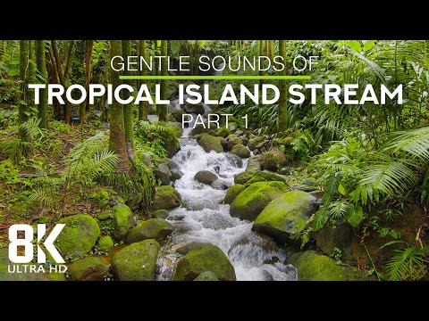 8 HOURS Calming Sounds of a Forest Stream and Bird Songs - 8K Tropical Island Stream - Part #1