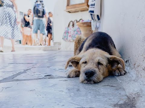 ¡Lamentable! Más de 6 millones de perros han sido abandonados en el Perú