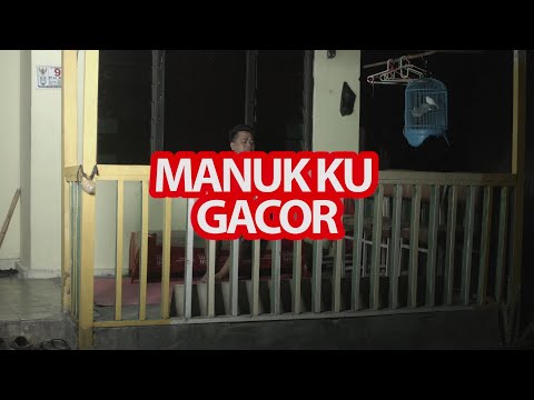 guyon-jowo-manukku-gacor