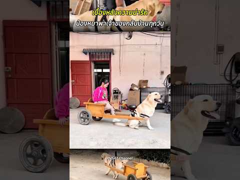 เบื้องหลังความน่ารัก น้องหมาพาเจ้าของกลับบ้านทุกวัน #สุนัข #สุนัขน่ารัก #สัตว์โลกน่ารัก #shortvideo