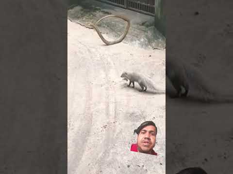 #cobravsmongoose #snake #youtube #tiktok #jabber #facebook #animals