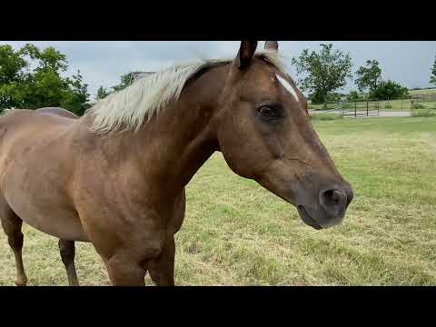 YouTube video about: How long to keep horses off pasture after mowing?