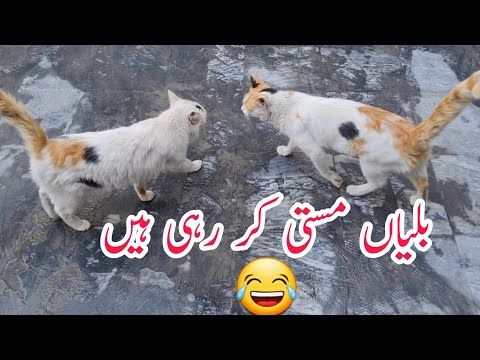 Persian cat with Kitten | Cats Bread | Persian Cat Playing | Cross Persian Cats | Fancybirds Club