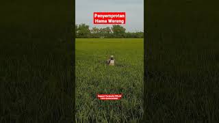 Download lagu Penyemprotan Hama Wereng #short #shorts #shortvideo #tanipedia #pertanian #hama #wereng #padi mp3