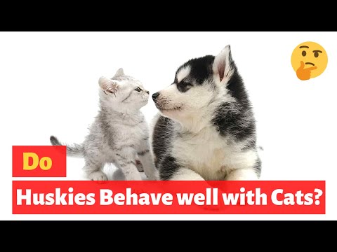 Are Huskies Good with Cats? What's their behavior like?