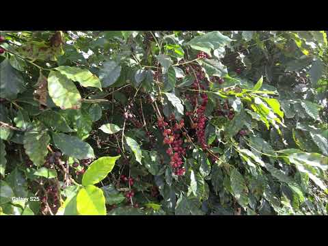 Fazenda de café a venda em Eloi Mendes no Sul de MG - 73 ha