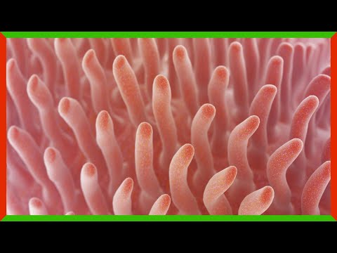 Oxygen Enemas Could Save Lives