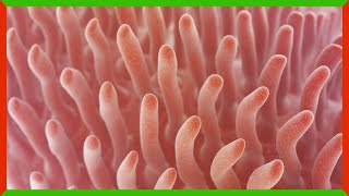 Can Humans Breathe Through Their Butts?