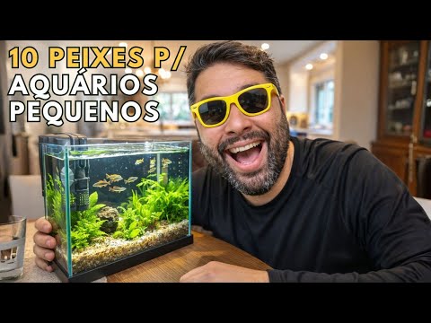 10 Perfect Fish for Small Aquariums (Beginners!)