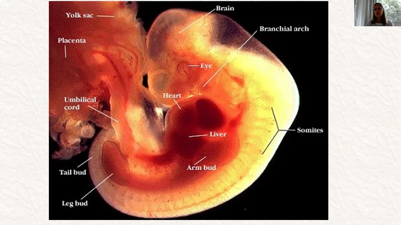 Aula epigenética do desenvolvimento embrionário parte 1