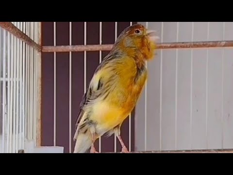 Canário belga salsa com seu canto longo e potente.