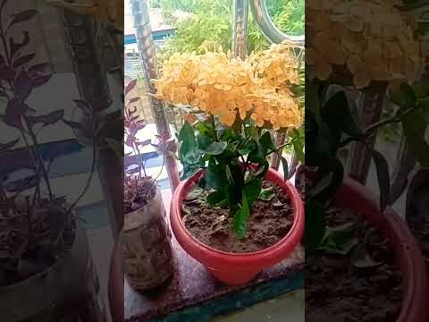my ixora plant.....😍                                                  #relaxing #nature#viralshorts
