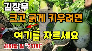 김장무 크게 키우려면 여기를 자르고 두가지만 해주시면 무우가 굵어지고 단단해집니다 무우추비 #무키우기