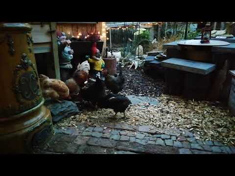 November im Hühnergarten