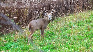 Bow Hunting Pennsylvania 2024 - Andrew's Rutcation - BIG DOE DOWN - Ravin Crossbow Heart Shot - USA