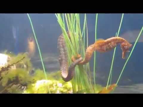 JT Nero (Birds Of Chicago) - Mountains Forests