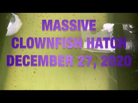 MASSIVE CLOWNFISH HATCH, DECEMBER 27, 2020