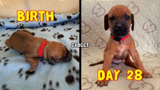 Video preview image #1 Labrador Retriever-Rhodesian Ridgeback Mix Puppy For Sale in FRESNO, CA, USA
