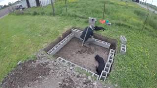 Pit Roasting Two Whole Pigs (the Entire process)