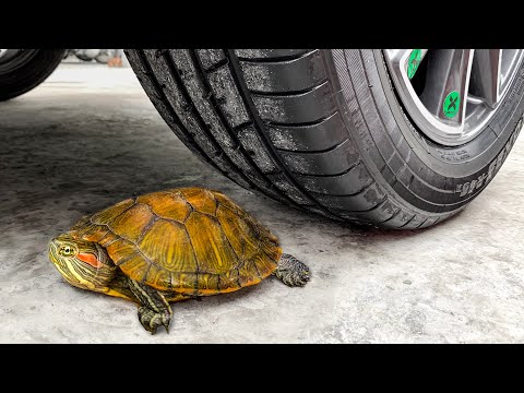 😱 Funny Crushing Experiment vs Car 👉 Crushing Crunchy & Soft Things with Car! ASMR