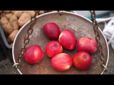 Autohtone vrste Srbije ep. 28 05.09.2019. Šumatovka, jabuka, sorta