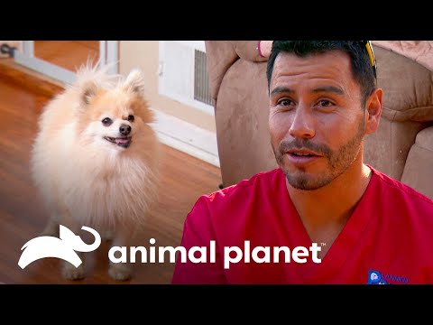 Recomiendan tratamiento para perro con incontinencia urinaria | Dr. Jeff, Veterinario