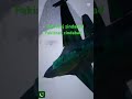 Jung Pakistan Vs India Jung Sanskiduniya Viralshorts Foryou