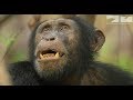 Cheating Chimp Gets Caught In The Act