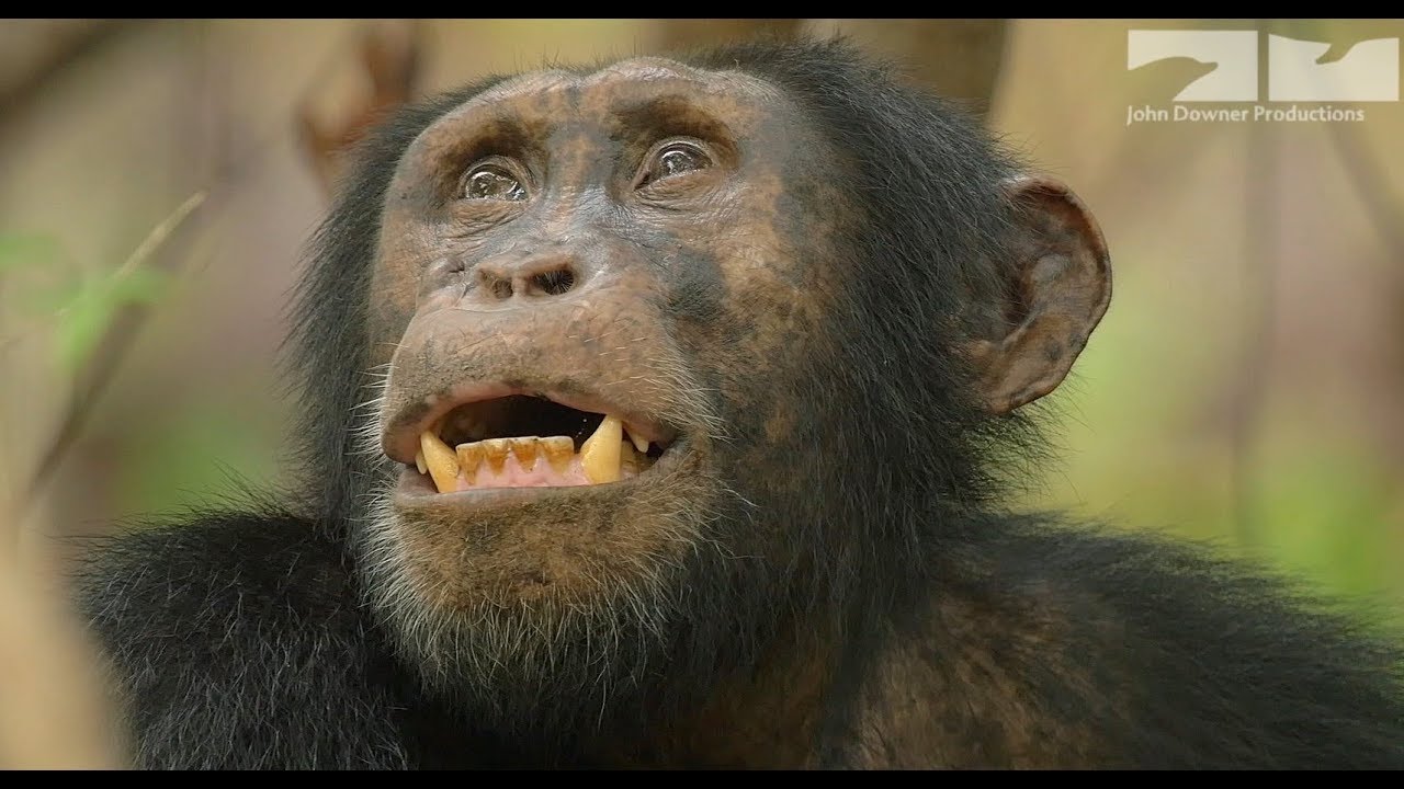 Cheating Chimp Gets Caught In The Act!