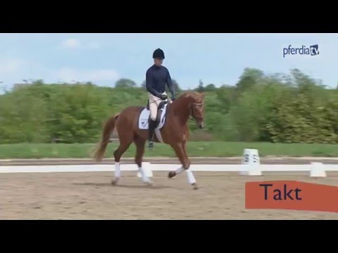 Takt und Losgelassenheit bei jungen Pferden erarbeiten | Ingrid Klimke