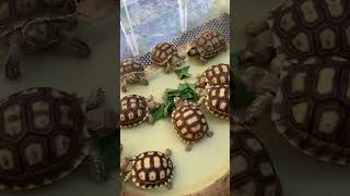 Download lagu KURA KURA RAKUS MAKAN SAYUR mp3 Download lagu KURA KURA RAKUS MAKAN SAYUR mp3