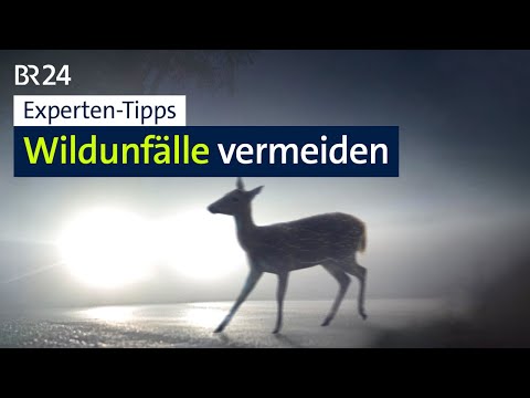 Avoiding wildlife accidents and reacting correctly when animals are on the road | Evening News | ...