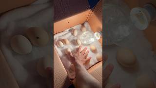 Ever seen such type of hatching #incubator #shorts