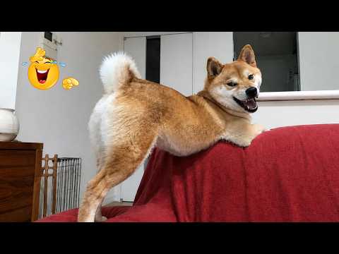 Impossible Not to Laugh 😂🐶 - Funniest Funny Pets & Funny Animal Moments Ever 2026 | Viral USA 😂