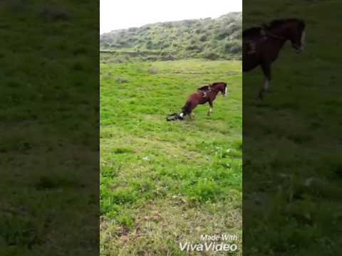 Axel se cae del caballo
