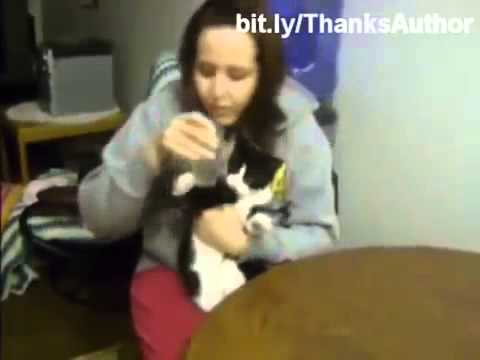 Gatos divertidos graciosos Funny cats in water, EPIC Nicoleta﻿ Dara Is it true