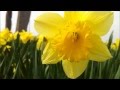 Narcissus (Narcissus pseudonarcissus) / Trumpet ...