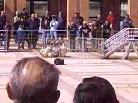 Fima zaragoza 2006: perros de pastor y ocas. by: E.B.G.