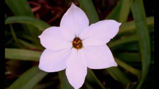 PUBLIC DOMAIN~Baby Please Don't Goby Big Bill Broonzy blues~My pics