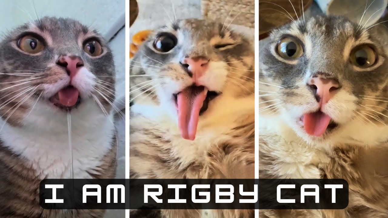 Best of *RIGBY CAT* Funny TikToks Compilation @iamrigbycat
