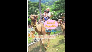 preview picture of video 'ครอบครัวพริกหวาน | Camel Republic & AVANI Hua Hin Resort & Villas'