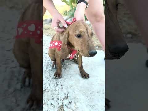 Regalo Dolcissimi cuccioli in adozione cercano casa 