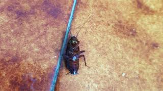 blatte-nell-asilo-nido-il-video