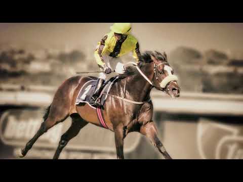 Capetown Noir - Son of Western Winter Stallion