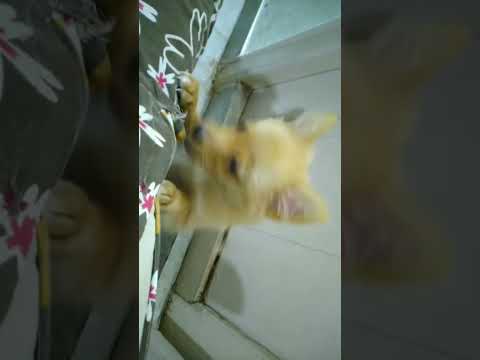 Bujii ♥️♥️♥️