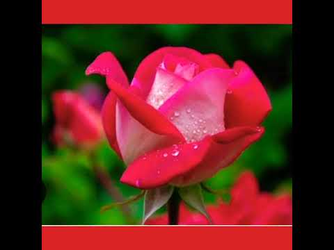 Natural flowers ❤#shorts#youtubeshorts#flowers#subscribe#shortsviral